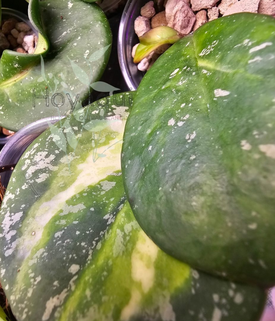 Hoya obovata (inner variegata) SPLASH
