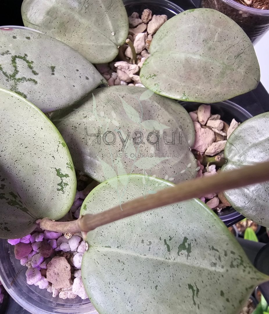 Hoya verticillata ‘Silver Heart’