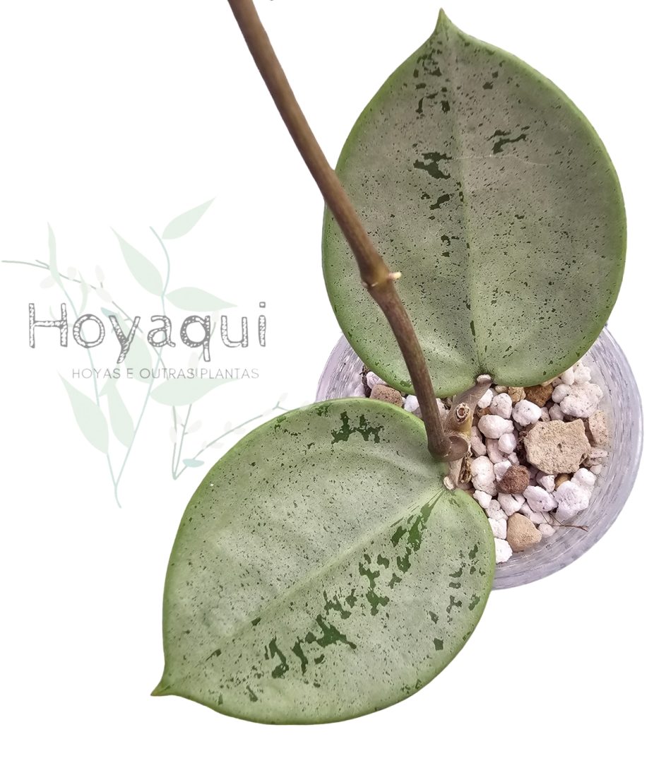 Hoya verticillata ‘Silver Heart’
