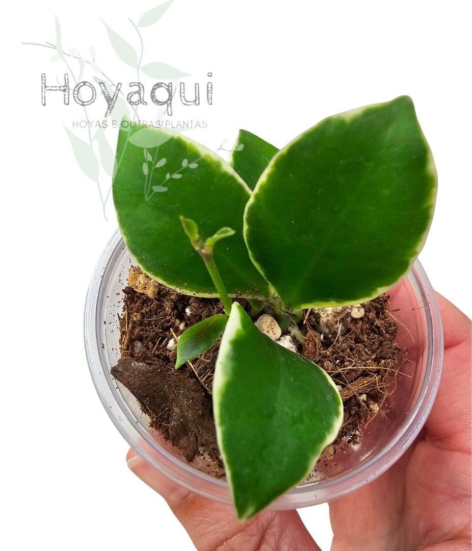 Hoya heuschkeliana outer var