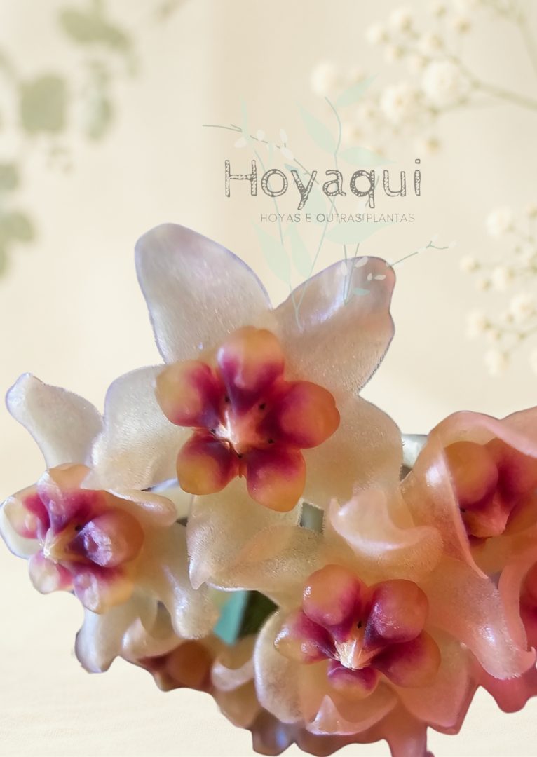 Hoya sp. Vietnam (polyneura
