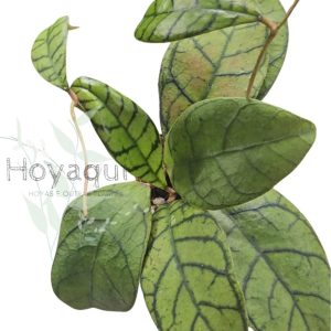 Hoya callistophylla N-5