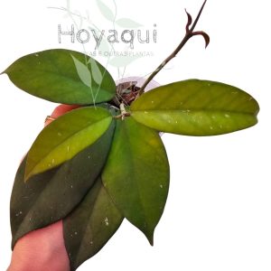 Hoya sp. Vietnam (clone 2)