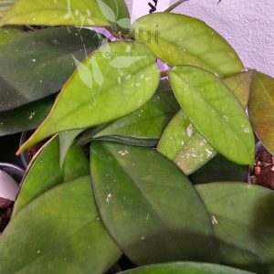 Hoya sp. Vietnam (clone 2)