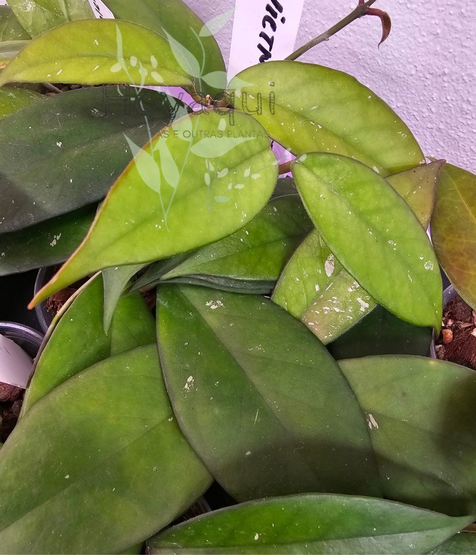 Hoya sp. Vietnam (clone 2)