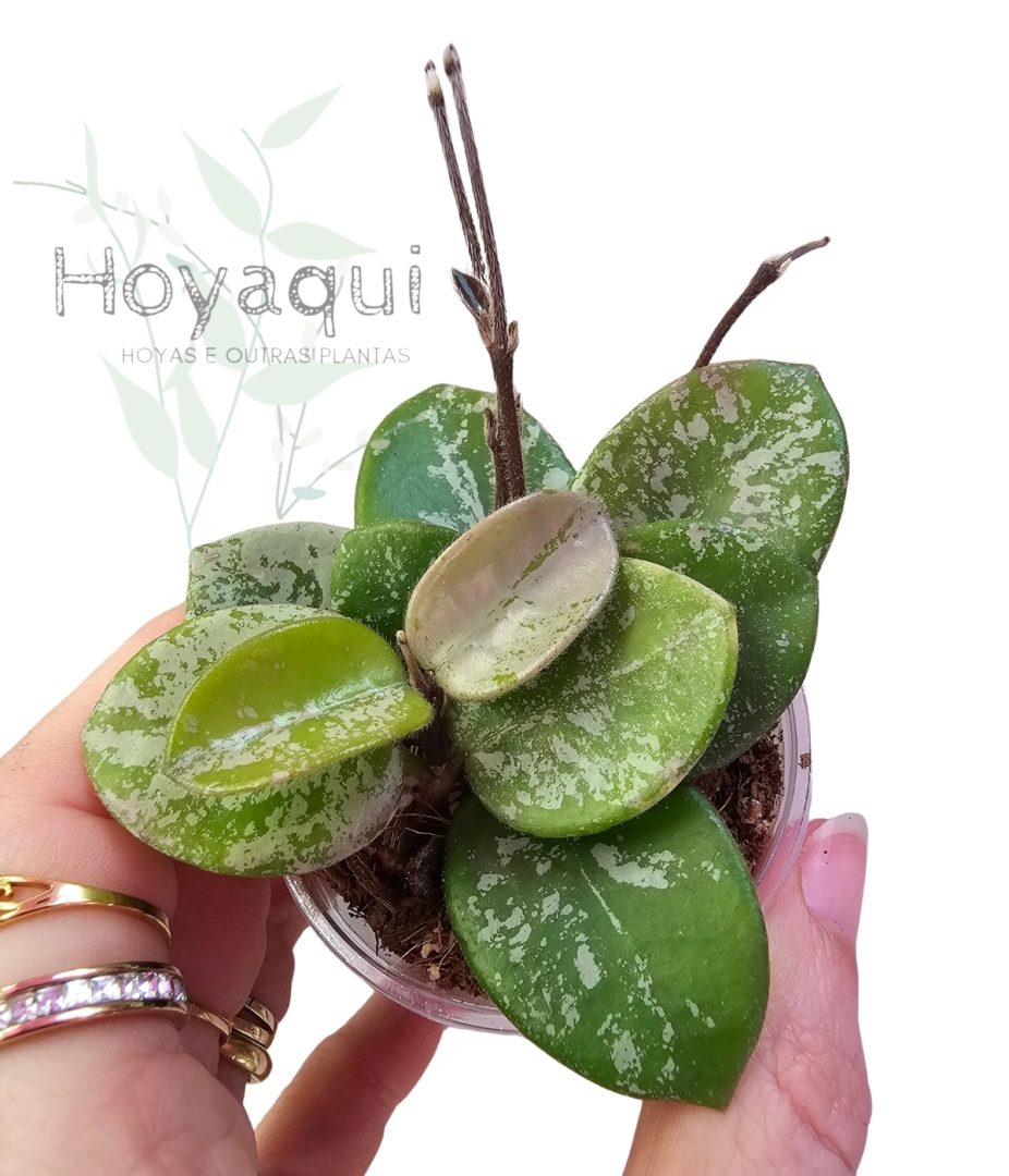 Hoya ‘Mathilde’