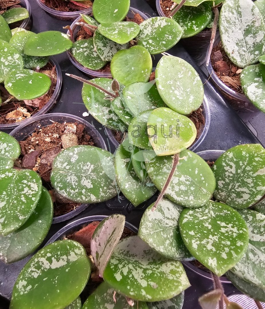 Hoya ‘Mathilde’
