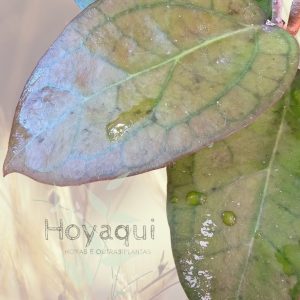 Hoya ‘Tequila Sunrise’