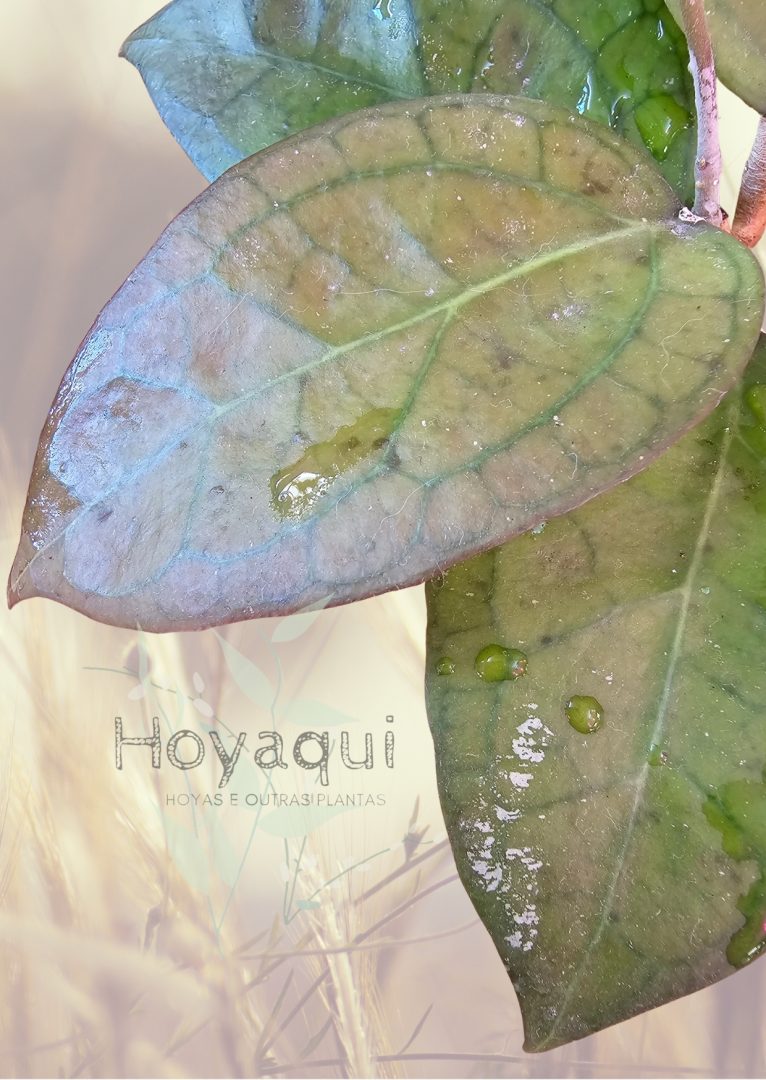 Hoya ‘Tequila Sunrise’