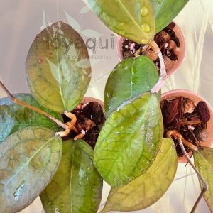 Hoya ‘Tequila Sunrise’