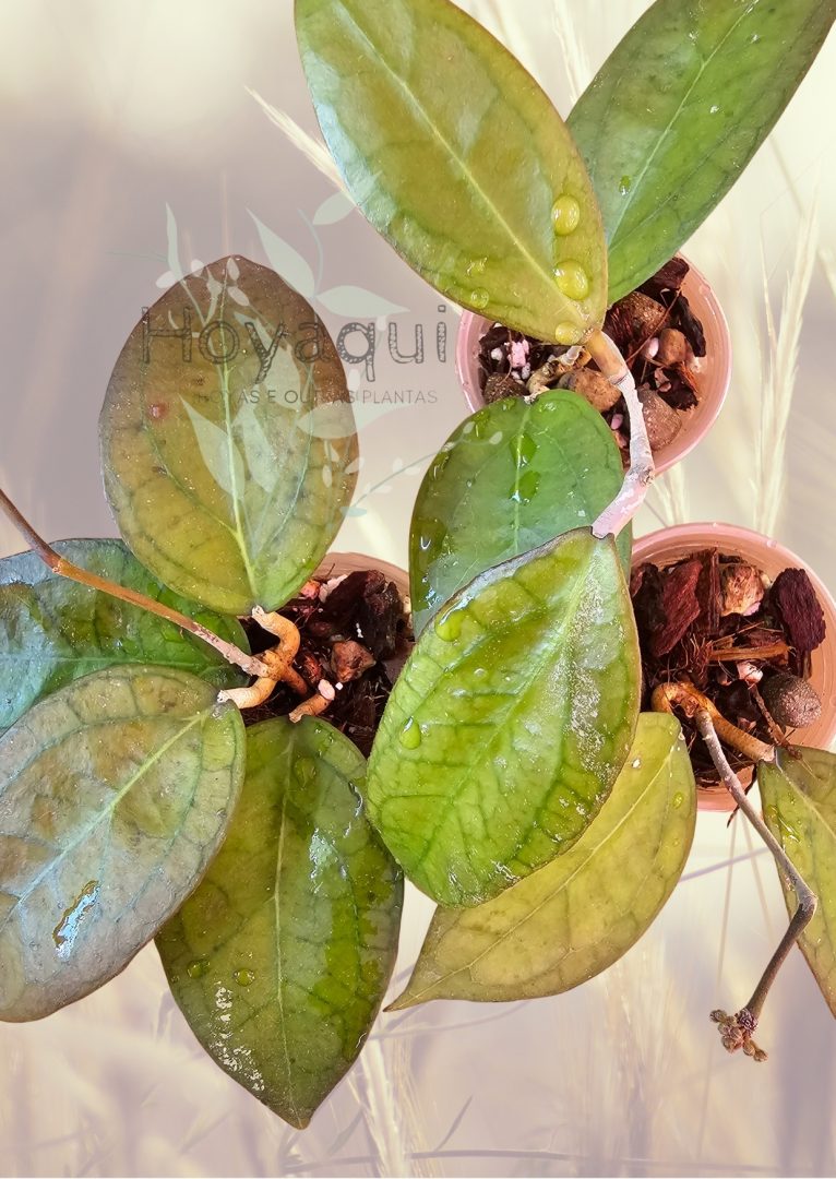 Hoya ‘Tequila Sunrise’