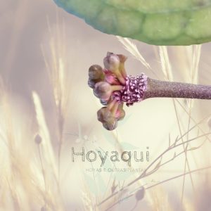 Hoya ‘Tequila Sunrise’