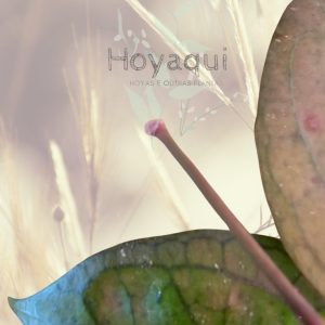 Hoya ‘Tequila Sunrise’