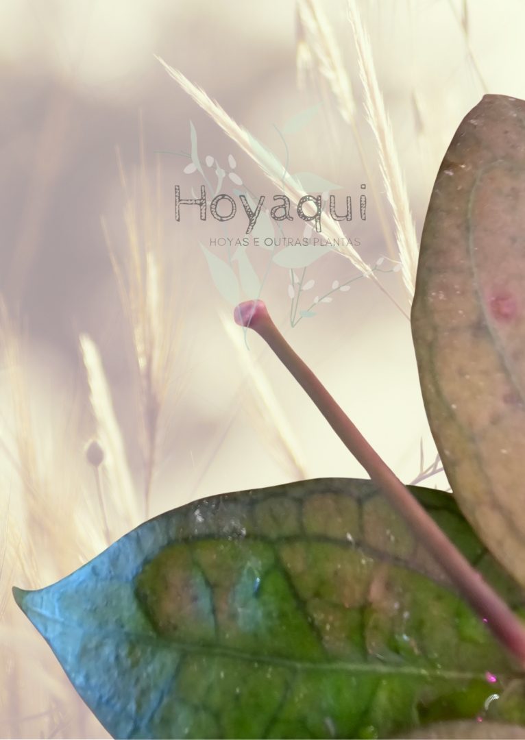 Hoya ‘Tequila Sunrise’