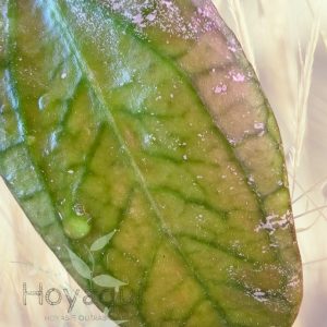 Hoya ‘Tequila Sunrise’