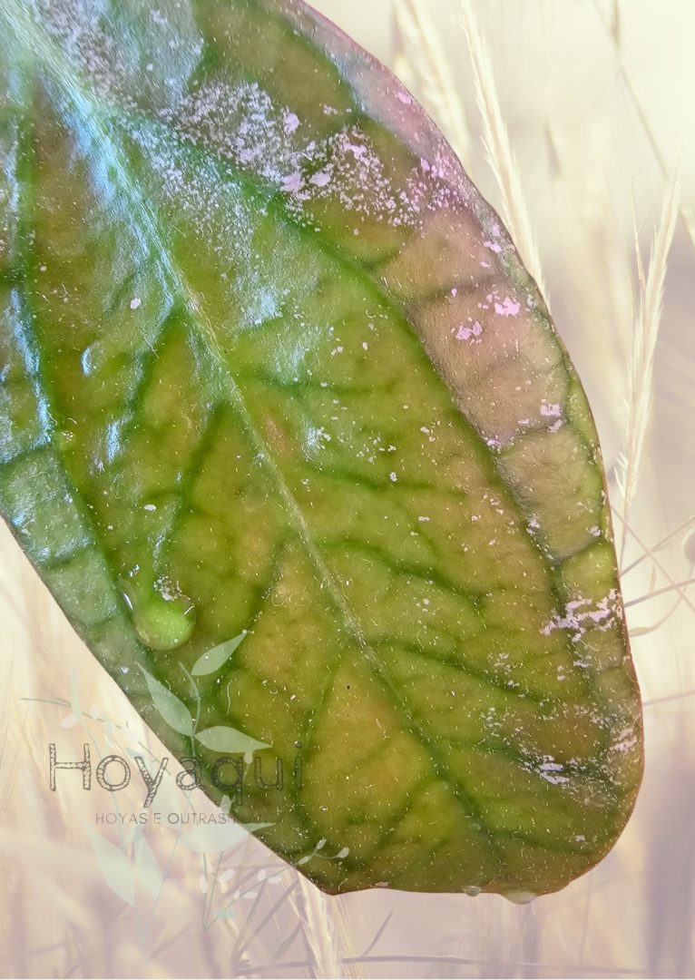 Hoya ‘Tequila Sunrise’