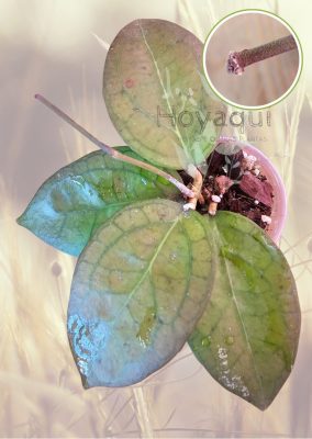 Hoya ‘Tequila Sunrise’