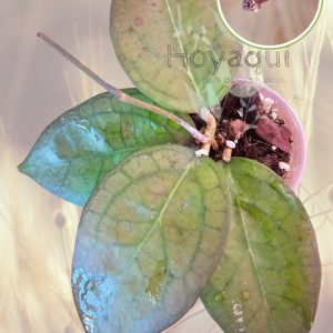 Hoya ‘Tequila Sunrise’