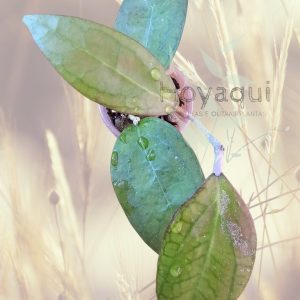 Planta 2