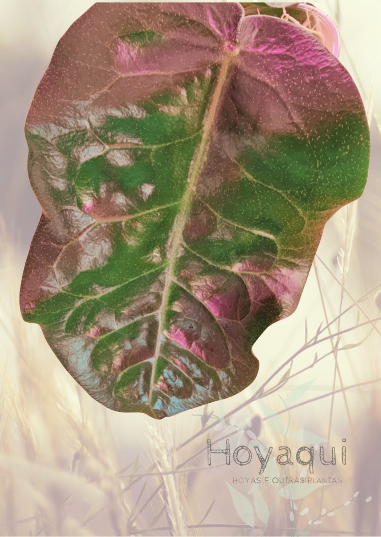 Hoya piestolepis NS 10-057