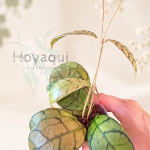 Hoya callistophylla N-5