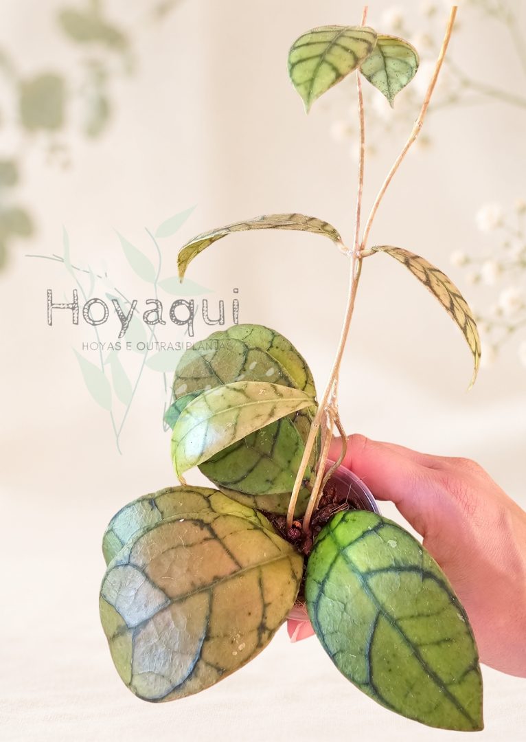 Hoya callistophylla N-5