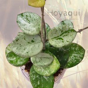 Hoya 'Mathilde'