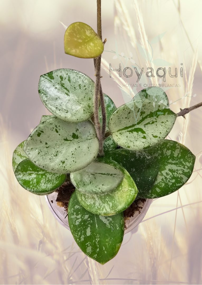 Hoya 'Mathilde'