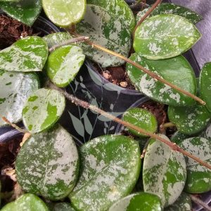 Hoya 'Mathilde'