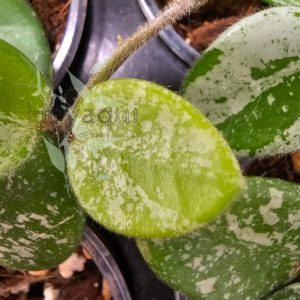 Hoya 'Mathilde'
