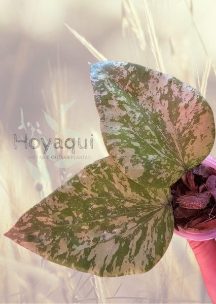 Hoya SF004 ‘Padang Sidempuan’