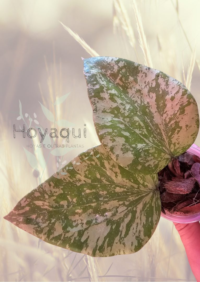 Hoya SF004 ‘Padang Sidempuan’