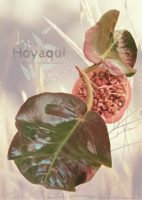 Hoya piestolepis NS 10-057