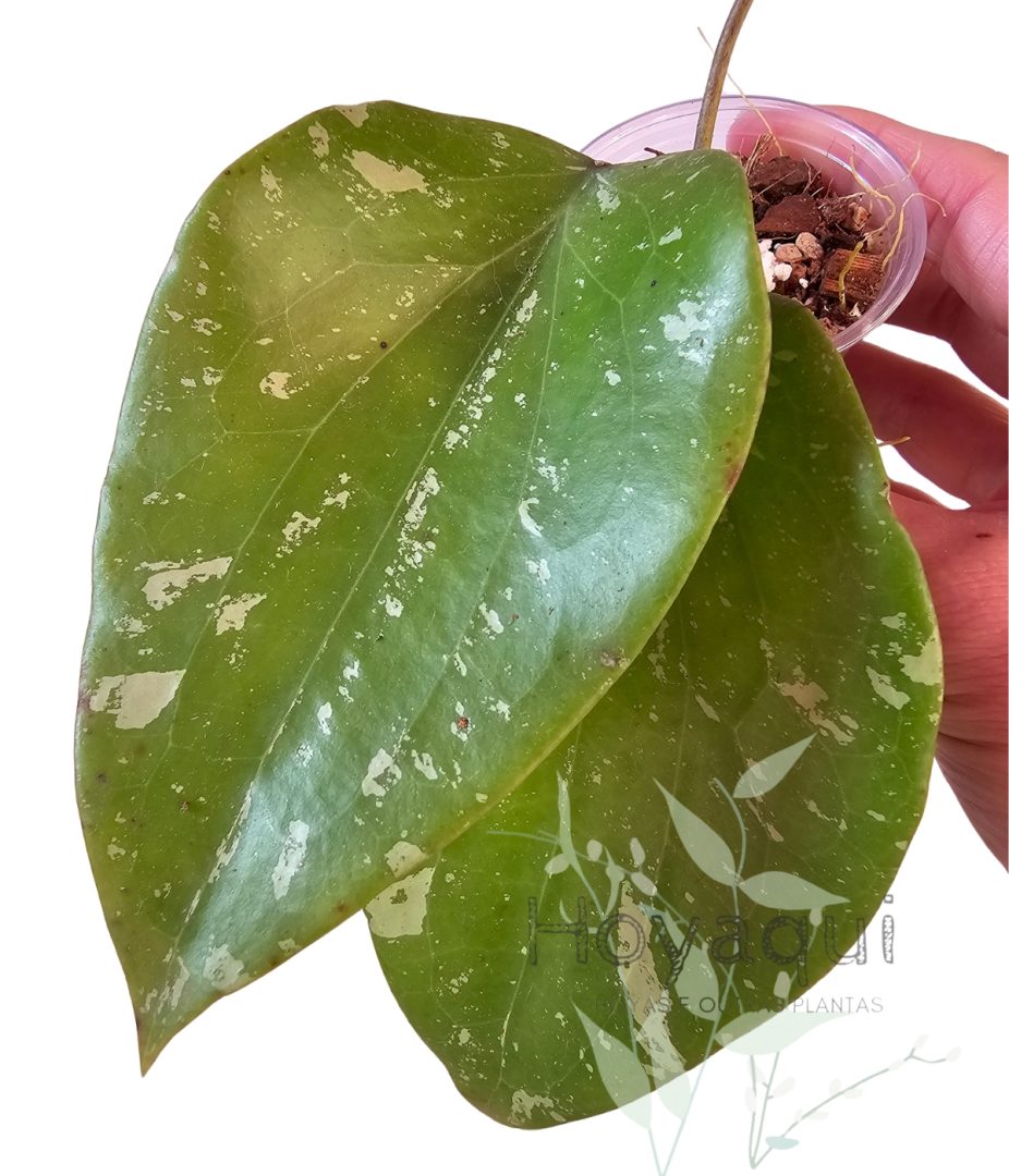 Hoya sp. SF004 Padang Sidempuan