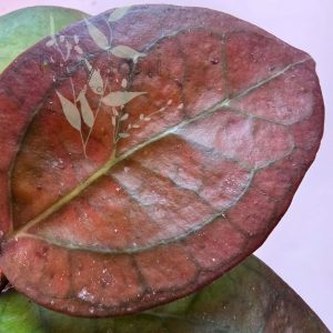 Hoya ‘Tequila Sunrise’