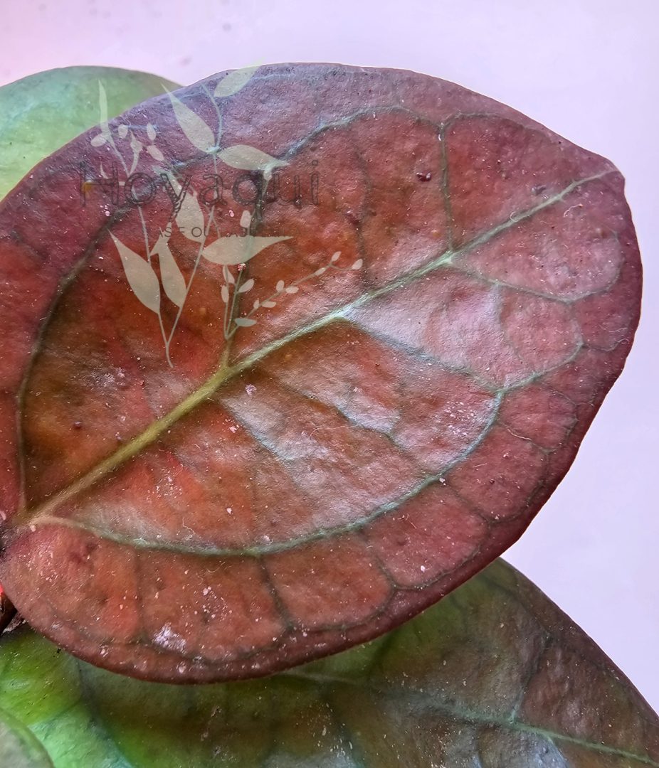 Hoya ‘Tequila Sunrise’