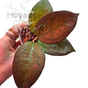 Hoya ‘Tequila Sunrise’
