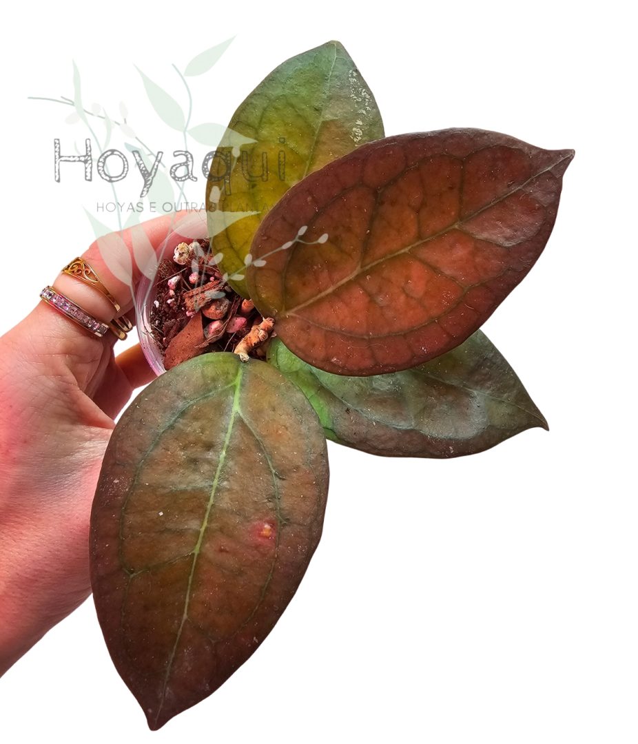 Hoya ‘Tequila Sunrise’