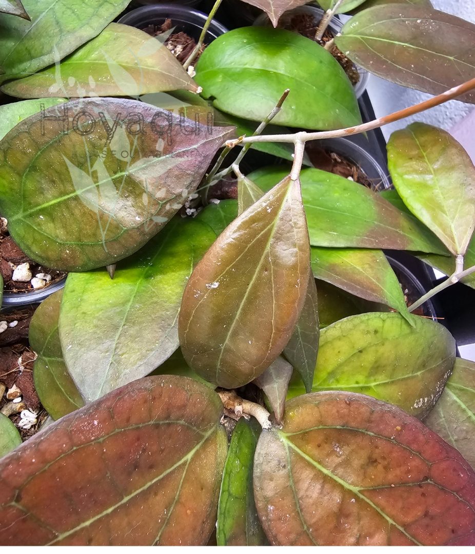 Hoya ‘Tequila Sunrise’