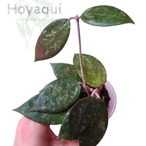 Hoya verticillata MA020