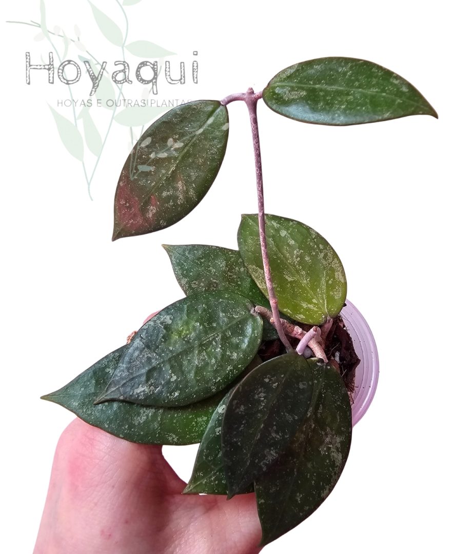Hoya verticillata MA020