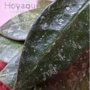 Hoya verticillata MA020