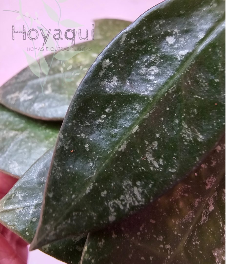 Hoya verticillata MA020