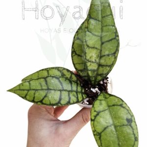 Hoya callistophylla KAL 1