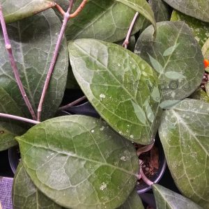 Hoya verticillata sp. Lampung