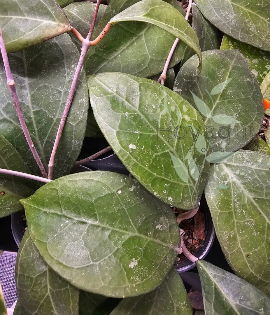 Hoya verticillata sp. Lampung Hoya verticillata sp. Lampung