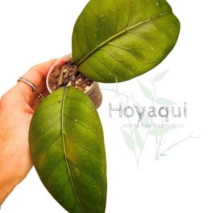 Hoya sp. Gayo 10