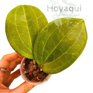 Hoya latifolia GREEN