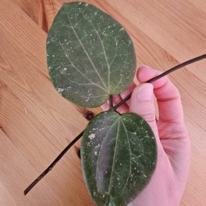 Hoya glabra (splash) cutting