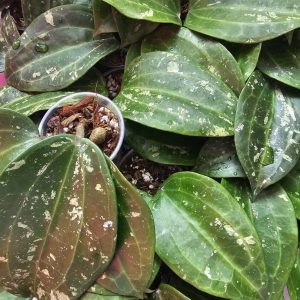Hoya latifolia (splash)